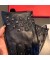 فالنتينو Rockstud ارتفاع قفازات المرأة جلد الغنم الأسود